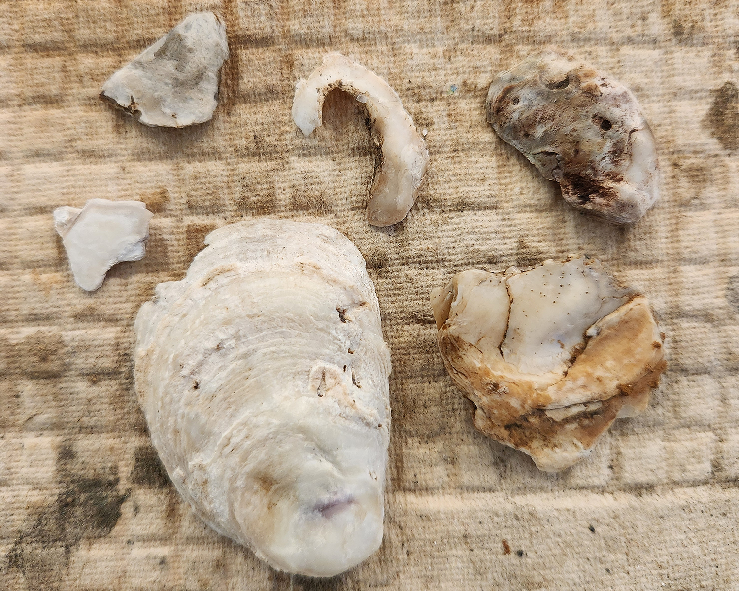 Oyster Shells Hockley