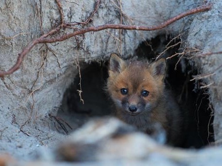 fox-small fox-small