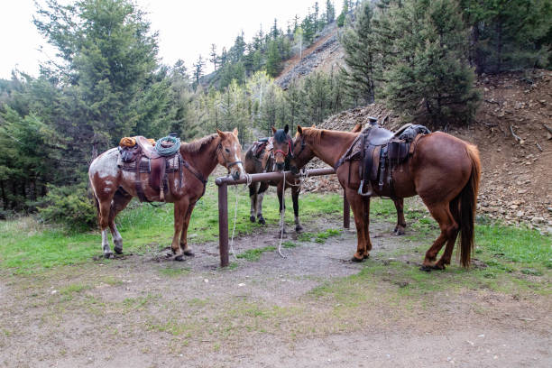 Yellowstone National Park, Wyomong, USA, May, 26, 2021: Park ranger horses ready to take the rangers on the Hellroaring Trail to do maintenance, horizontal